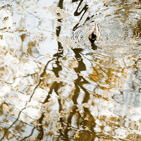 Buy canvas prints of Duck float in water reflections by Arletta Cwalina