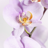 Buy canvas prints of Pink speckled Orchid blooming macro by Arletta Cwalina