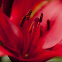 Buy canvas prints of Red Lily stamens closeup by Arletta Cwalina
