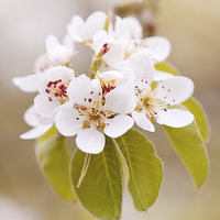 Buy canvas prints of White Pyrus blossoms macro by Arletta Cwalina