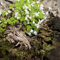 Buy canvas prints of Wood sorrel efflorescence by Arletta Cwalina