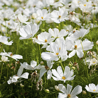 Buy canvas prints of White Cosmos plants blooming by Arletta Cwalina