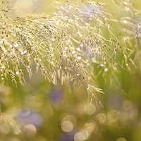 Buy canvas prints of Wet grass in bokeh circles by Arletta Cwalina