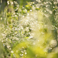 Buy canvas prints of Sunny grass after the rain by Arletta Cwalina