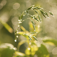 Buy canvas prints of Grass macro after the rain by Arletta Cwalina