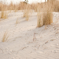 Buy canvas prints of Dry dune grass plants by Arletta Cwalina