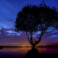 Buy canvas prints of  The Lonely Tree Silhouette  by Dean Merry