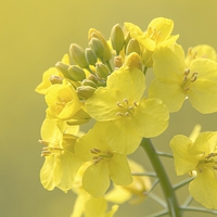 Buy canvas prints of  Rapeseed flower by Dean Merry