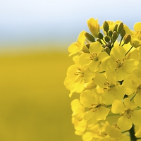 Buy canvas prints of Rapeseed flower  by Dean Merry
