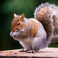 Buy canvas prints of Squirrel  by Dean Merry