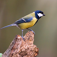 Buy canvas prints of Great tit by Dean Merry