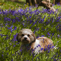 Buy canvas prints of Bluebell Puppy dog by andy myatt