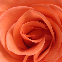 Buy canvas prints of Red Rose Floribunda closeup by andy myatt