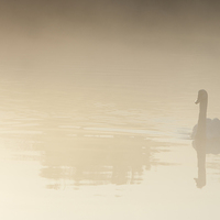 Buy canvas prints of Reflective Swan in the misty Morning by andy myatt