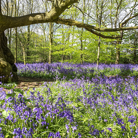 Buy canvas prints of Bluebell wood by Frank Stretton