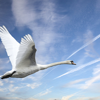 Buy canvas prints of Swan in flight by Frank Stretton