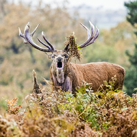 Buy canvas prints of Red Deer, Stag by Frank Stretton