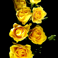 Buy canvas prints of Yellow Roses by Frank Stretton