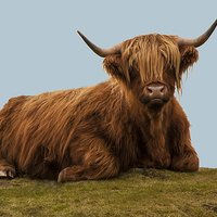 Buy canvas prints of Highland Cow by Frank Stretton