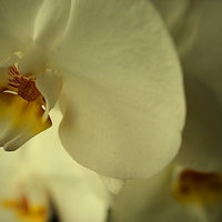 Buy canvas prints of  Orchid  by AD Singh