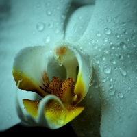 Buy canvas prints of  Rain on Orchid  by AD Singh