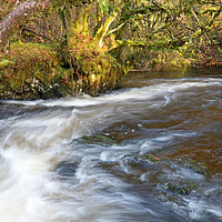 Buy canvas prints of Woodland river by Michael Hopes