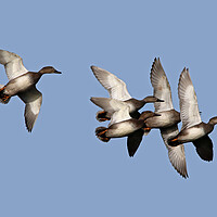 Buy canvas prints of Flying Ducks by Michael Hopes