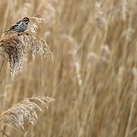 Buy canvas prints of Reed Bunting in Reed bed by Michael Hopes