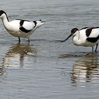 Buy canvas prints of Wading Avocets by Michael Hopes