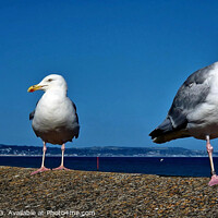 Buy canvas prints of Three Seagulls waiting for next opportunity by Michael Hopes