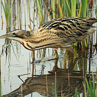 Buy canvas prints of Bittern wading through water by Michael Hopes