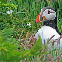 Buy canvas prints of A Puffin standing in grass by Michael Hopes