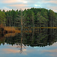 Buy canvas prints of Trees beside Scottish Loch by Michael Hopes
