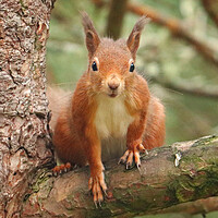 Buy canvas prints of A Red Squirrel standing on a branch by Michael Hopes