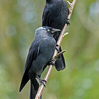 Buy canvas prints of Pair of Jackdaws by Michael Hopes