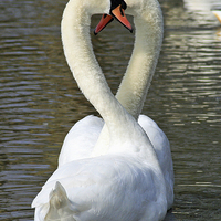 Buy canvas prints of Mute Swan Courtship by Michael Hopes