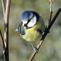 Buy canvas prints of Blue Tit by Michael Hopes