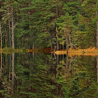 Buy canvas prints of Panoramic tree line reflection by Michael Hopes