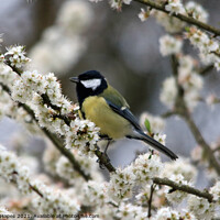 Buy canvas prints of Great Tit in Blossom by Michael Hopes