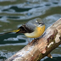 Buy canvas prints of Grey Wagtail by Michael Hopes