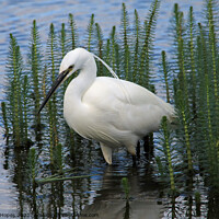 Buy canvas prints of Little Egret in Water by Michael Hopes