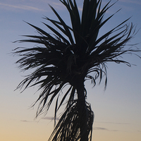Buy canvas prints of palm tree in the sky by michael swords