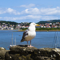 Buy canvas prints of  seagull at the welsh bay by michael swords