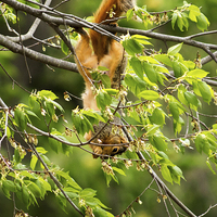 Buy canvas prints of A Squirrely Day by Howard Tenke