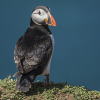 Buy canvas prints of Puffin by Stef B