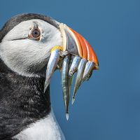 Buy canvas prints of Puffin with Sand Eels by Stef B