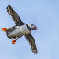 Buy canvas prints of Puffin in flight by Stef B