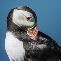 Buy canvas prints of Puffin preening by Stef B