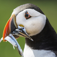 Buy canvas prints of Puffin with Sand Eels by Stef B