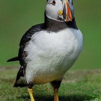 Buy canvas prints of Posin Puffin by Stef B